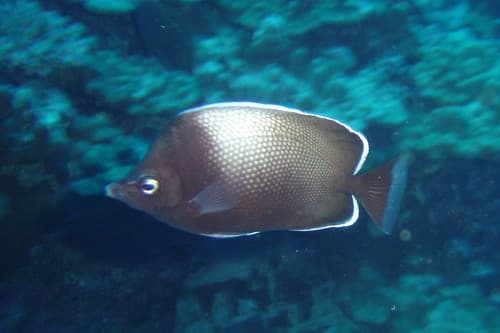 Easter Island Butterflyfish