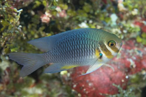 Eastern Barhead Damselfish