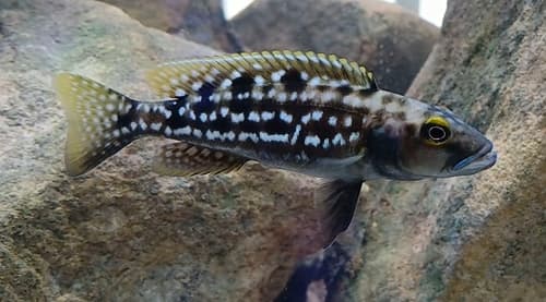 Elongate Lamprologus Cichlid