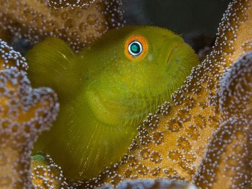 Emerald Coralgoby