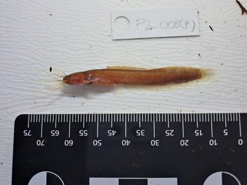 Encheloclarias curtisoma