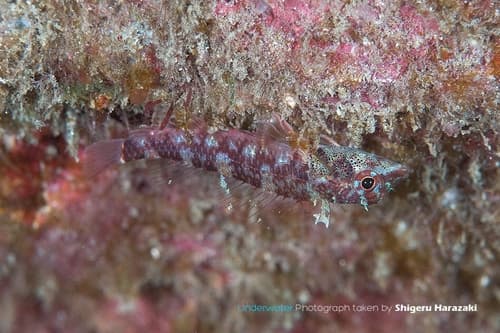 Redhead Triplefin