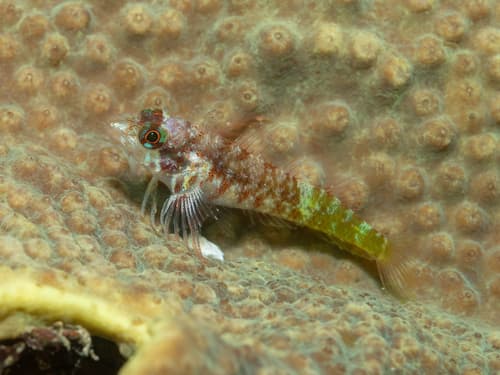 Similis Triplefin Blenny