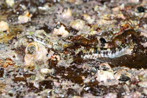 Banded Blenny