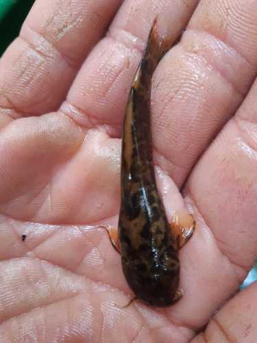 Esmeralda's Climbing Catfish