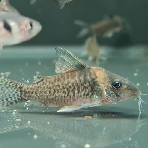 False Blochi Corydoras