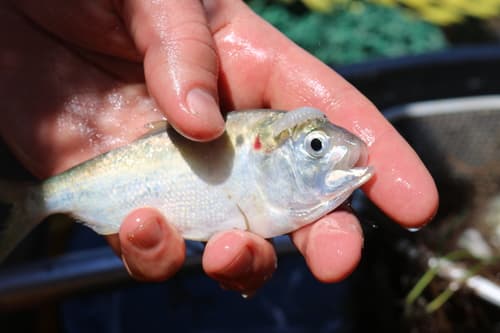 Finescale Menhaden