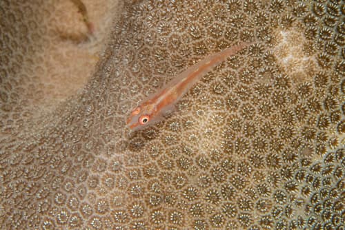 Fire-coral Goby