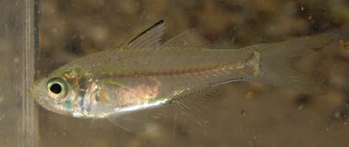 Flagtail Glassfish