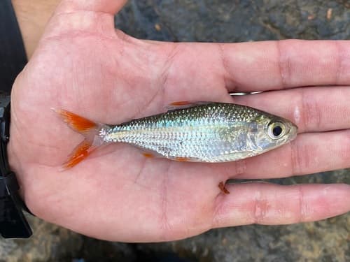 Flametail Featherfin Tetra