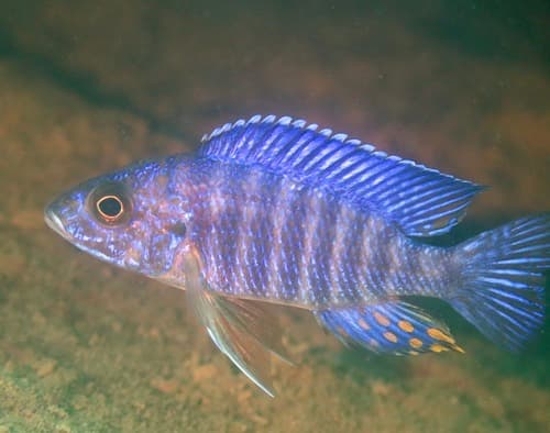Flavescent Peacock Cichlid