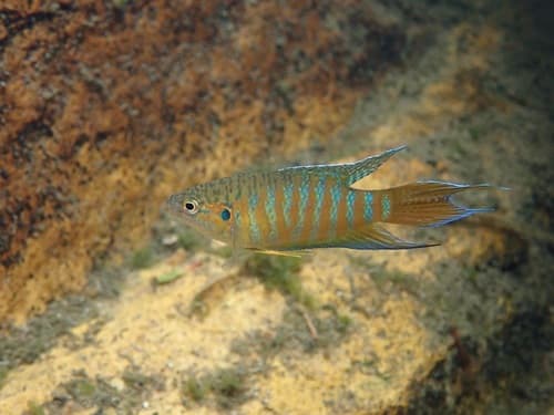 Fork Tailed Paradisefish