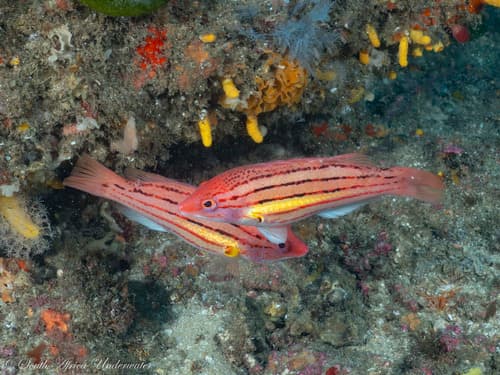Fourline Hogfish