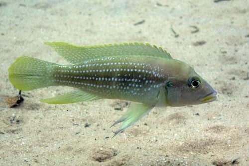Fourspine Cichlid