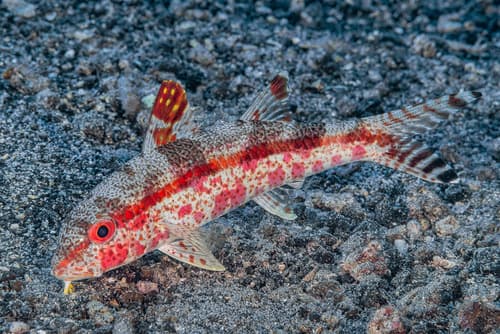 Freckled Goatfish
