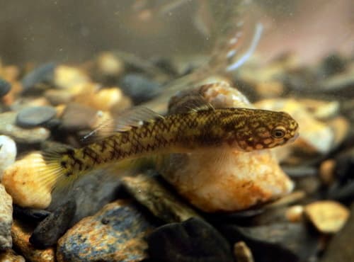 Freshwater Mangrovegoby