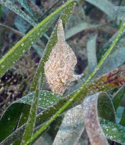 Fringed Filefish