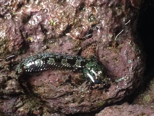 Galápagos Four-eyed Blenny