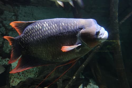 Giant Red Tail Gourami