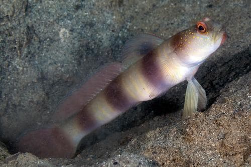 Giant Shrimpgoby