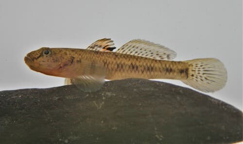 Bellenden Ker Goby