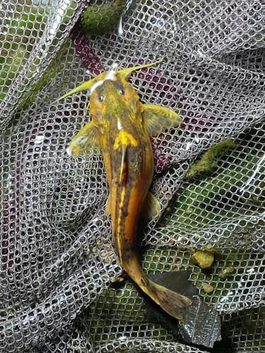 Big-spotted Sucker Catfish