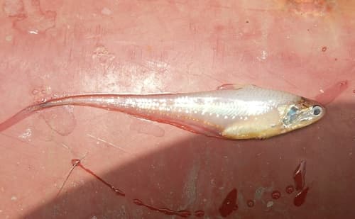 Gold-spotted Grenadier Anchovy