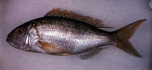 Goldband Snapper