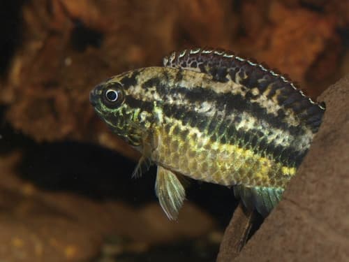 Goldeneye Cichlid
