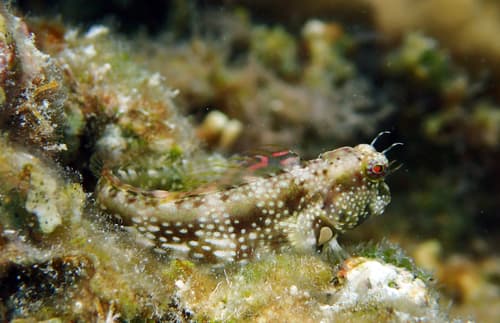 Goldenspot Blenny