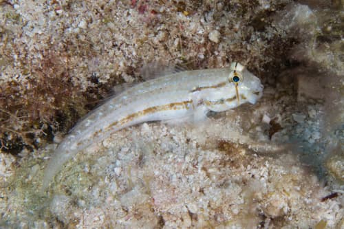 Goldspot Goby