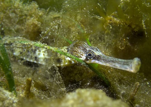 Greater Pipefish