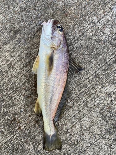 Green-backed Croaker