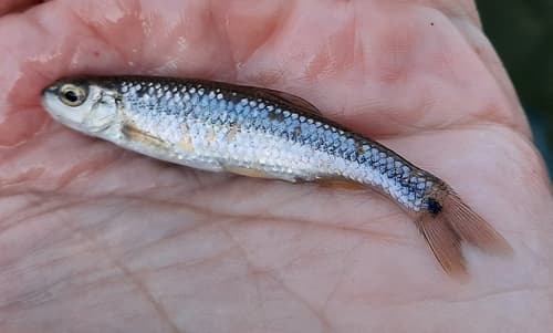 Guadalupe Roundnose Minnow
