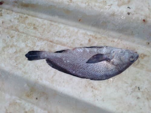 Guinea croaker