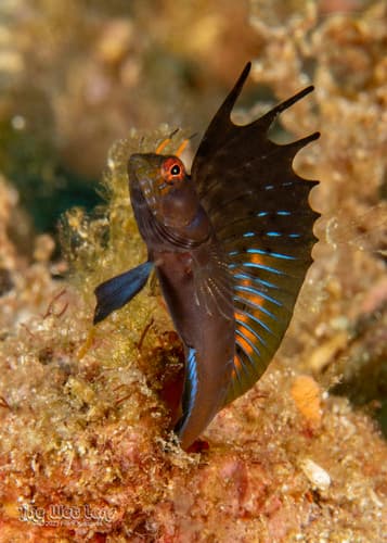 Gulf signal blenny