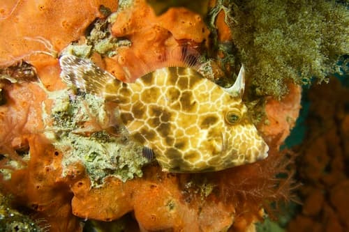 Gunn's Leatherjacket