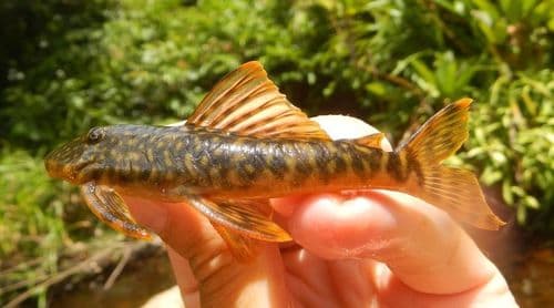 Guyanancistrus brevispinis
