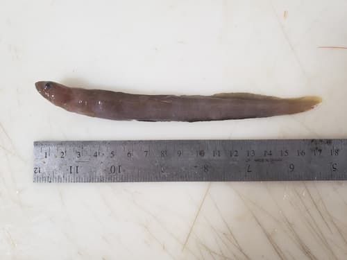 Gymnelus pseudosquamatus