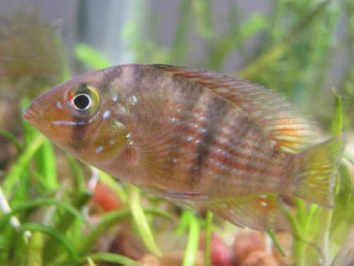 Terra Purpura Geophagus
