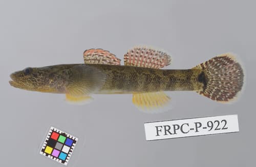 Pechili Goby