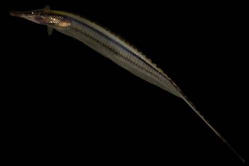 Rondon's Tube-nosed Knifefish