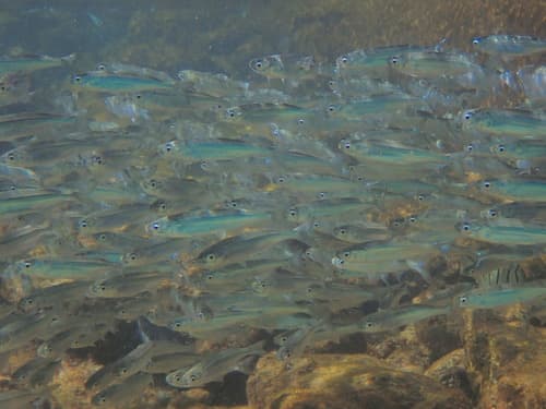 Hawaiian Islands Silverside