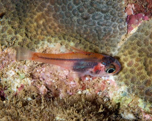Hawaiian Ruby Cardinalfish