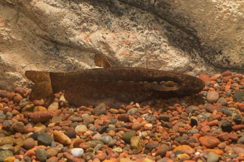 Marbled Eel Catfish