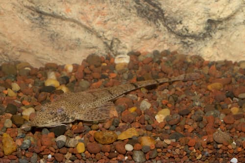 Stargazer Whiptail Catfish