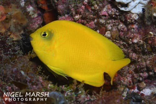 Herald's Angelfish