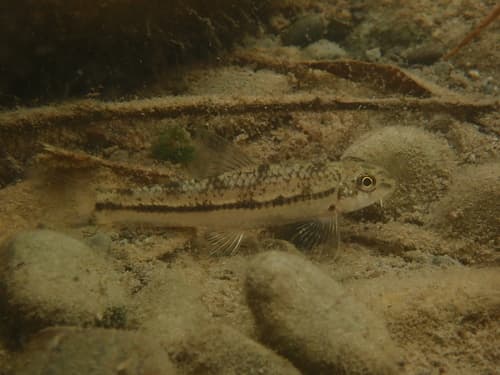 Highbody Longnose Gudgeon