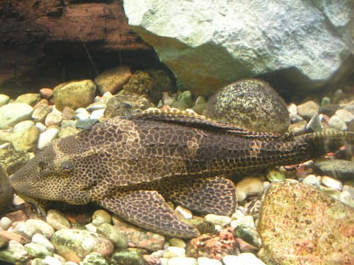 Highfin Spotted Plecostomus