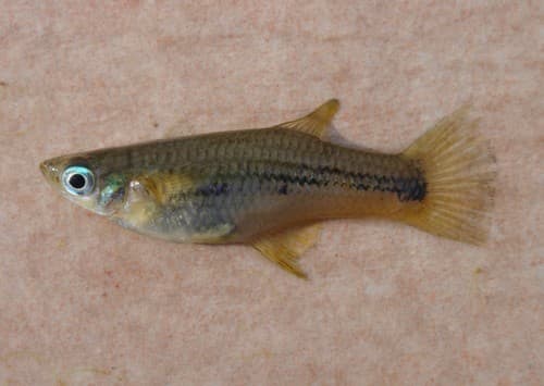 Hubers Knife Livebearer